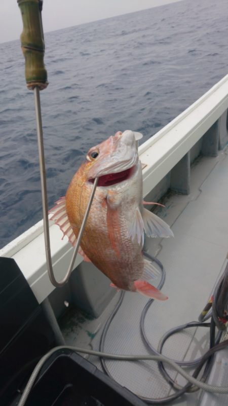 だて丸 釣果
