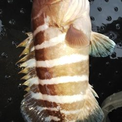 第二龍勢丸 釣果