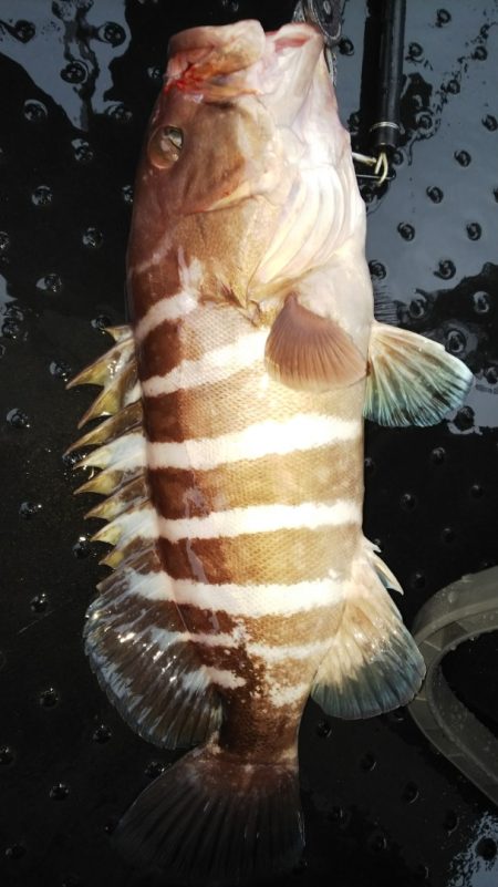 第二龍勢丸 釣果