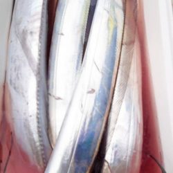 金沢八景鴨下丸 釣果