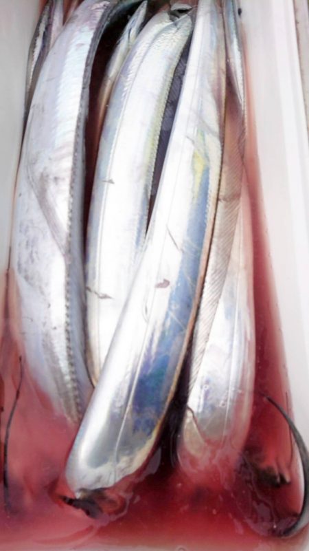 金沢八景鴨下丸 釣果