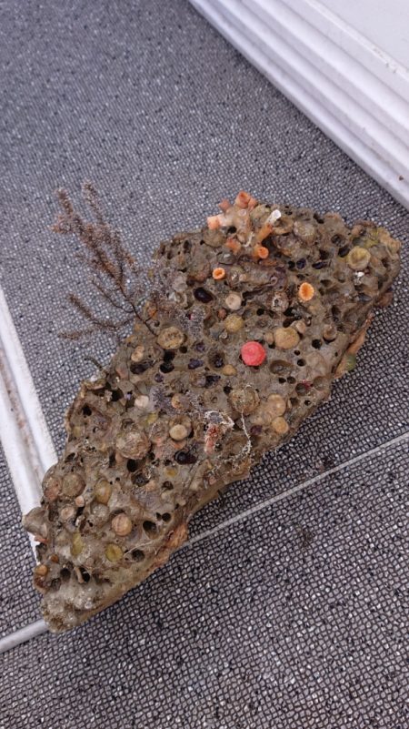 ARCADIAⅡ （アルカディアⅡ） 釣果