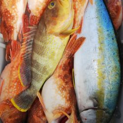 第二龍勢丸 釣果