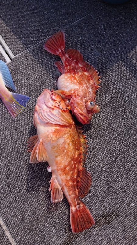 ARCADIAⅡ （アルカディアⅡ） 釣果