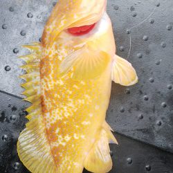 第二龍勢丸 釣果