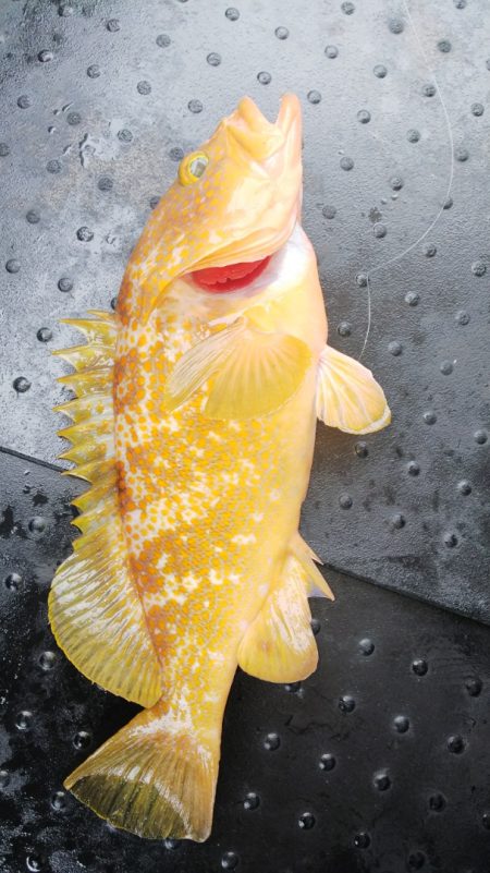 第二龍勢丸 釣果