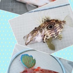 アマテラス 釣果