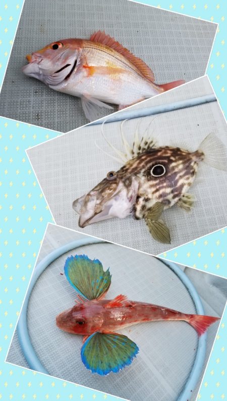 アマテラス 釣果