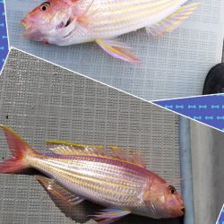 アマテラス 釣果