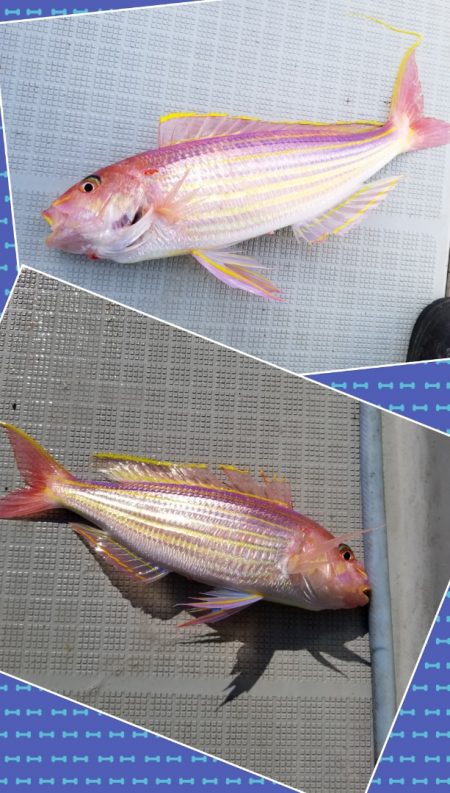 アマテラス 釣果