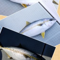 アマテラス 釣果