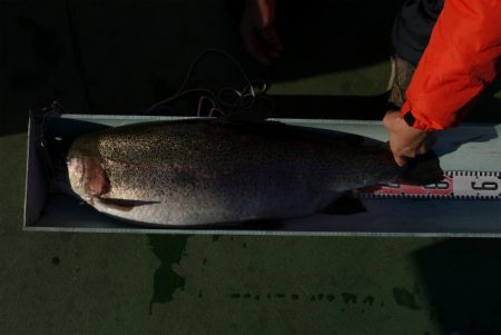 としまえんフィッシングエリア 釣果