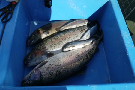 としまえんフィッシングエリア 釣果