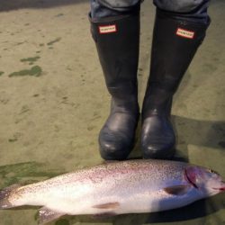 としまえんフィッシングエリア 釣果