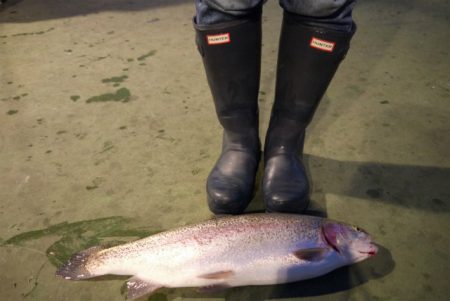 としまえんフィッシングエリア 釣果