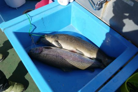 としまえんフィッシングエリア 釣果