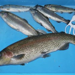 としまえんフィッシングエリア 釣果