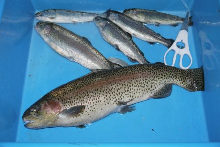 としまえんフィッシングエリア 釣果