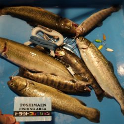 としまえんフィッシングエリア 釣果