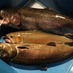 としまえんフィッシングエリア 釣果