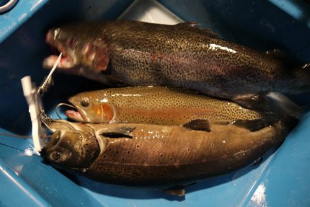 としまえんフィッシングエリア 釣果