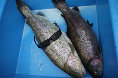 としまえんフィッシングエリア 釣果