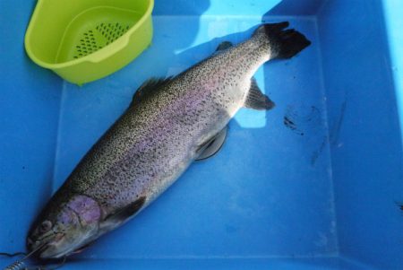 としまえんフィッシングエリア 釣果