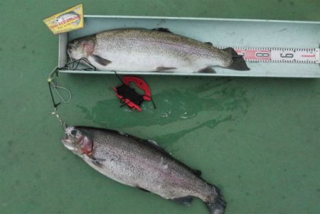 としまえんフィッシングエリア 釣果