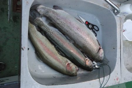 としまえんフィッシングエリア 釣果