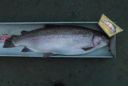 としまえんフィッシングエリア 釣果