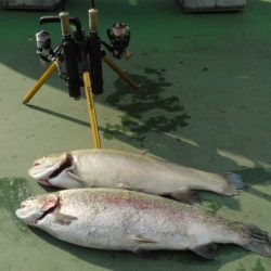 としまえんフィッシングエリア 釣果