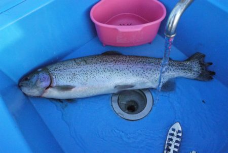 としまえんフィッシングエリア 釣果