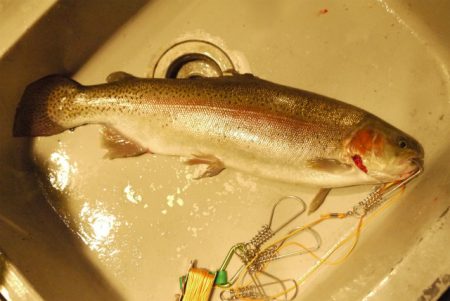 としまえんフィッシングエリア 釣果