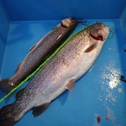 としまえんフィッシングエリア 釣果