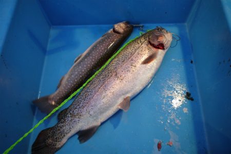 としまえんフィッシングエリア 釣果