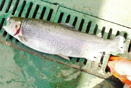 としまえんフィッシングエリア 釣果