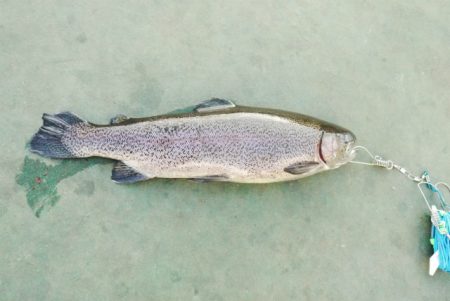 としまえんフィッシングエリア 釣果