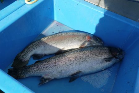 としまえんフィッシングエリア 釣果