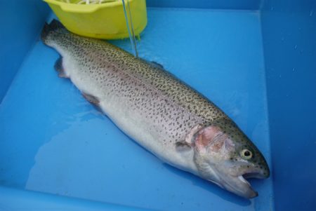 としまえんフィッシングエリア 釣果