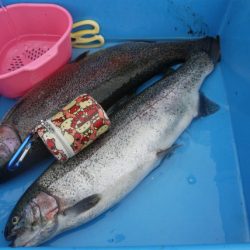 としまえんフィッシングエリア 釣果