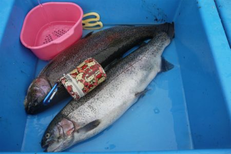 としまえんフィッシングエリア 釣果