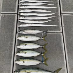 SeaRide(シーライド) 釣果