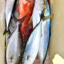 渡船屋たにぐち 釣果