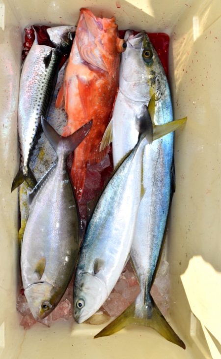 渡船屋たにぐち 釣果