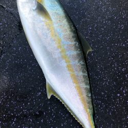 あみや渡船 JIGBOY 釣果