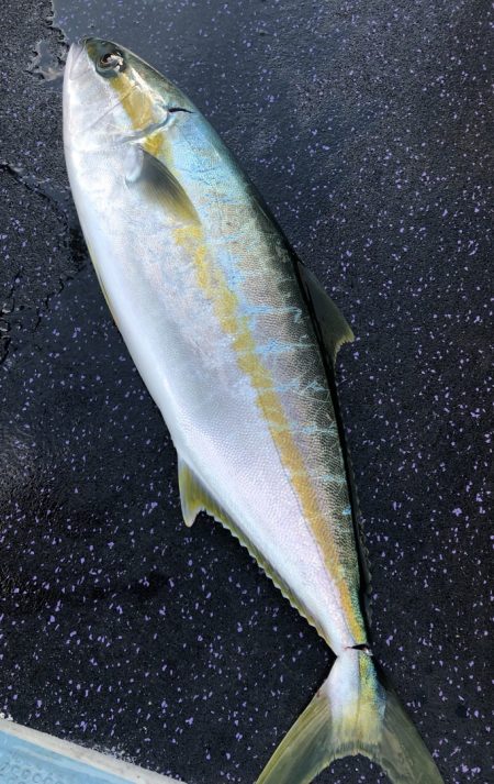 あみや渡船 JIGBOY 釣果