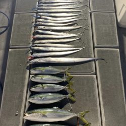 SeaRide(シーライド) 釣果