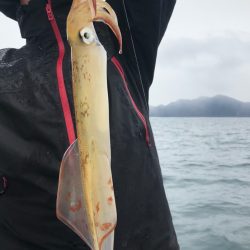 あみや渡船 JIGBOY 釣果