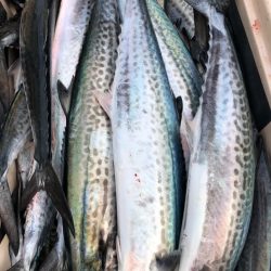 あみや渡船 JIGBOY 釣果