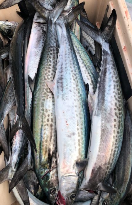 あみや渡船 JIGBOY 釣果